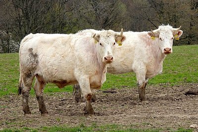 55-tak-tyto-nejsou-z-cokolady.jpg