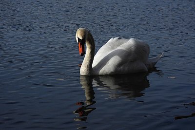 6-335.jpg
