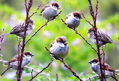 7-birds-4382794-1280.jpg