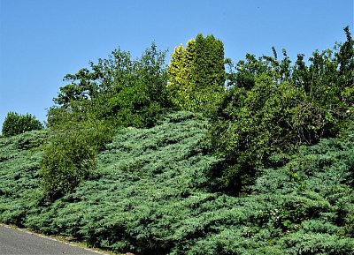 8-dsc02248.jpg
