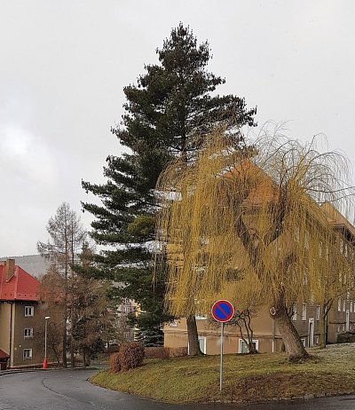 Obnova stromořadí