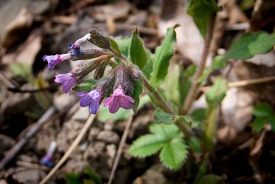 9 -  Plicník je léčivka.
