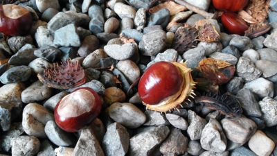 kaštany v kamení