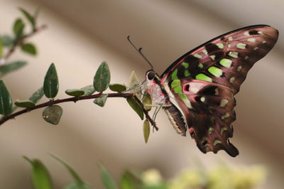 Lehkost motýlích křídel - právě probíhá ve Fatě