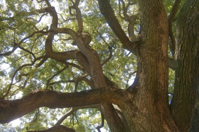 Dosáhnu až k obloze.......