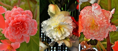 Něžná krása převislých begonií