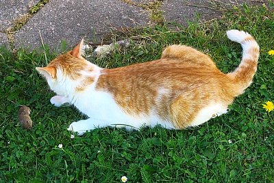 Příběh kocoura Vítězslava Jimramovského