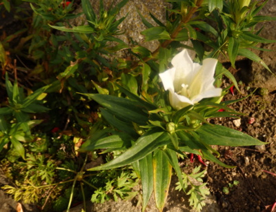 Podzimní Bílý hořec