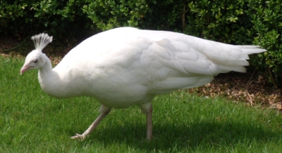 Bílý páv z Jemniště