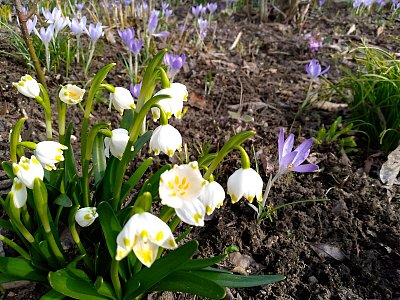 Bledule,krokusy...