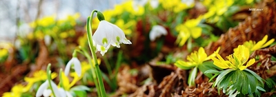 Bledule, vzácný symbol jarní přírody