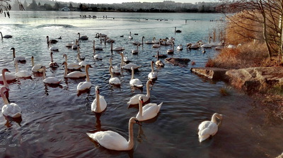 Bolevecký rybník II. adventní neděli