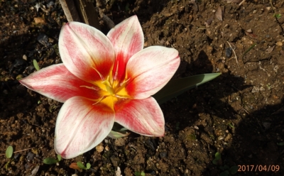 Botanický tulipán