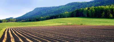 Brambory (U Broumova )