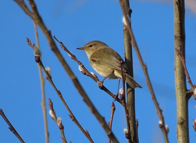 Z teplých krajin přiletěl i budníček