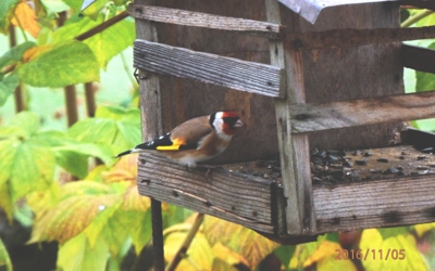 Budou letos dobré...