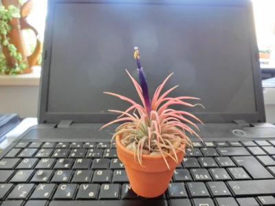 Vykvetla mi i přesto,že jsem ji lehce zcizil.