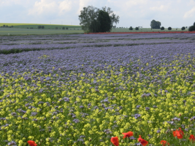 Svazenka vratičolistá i pro včelky.