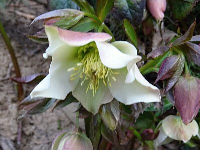 Čemeřice bílá...