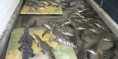 Chov krokodýlů u nás