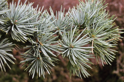 Čí že ste jehličky, čie