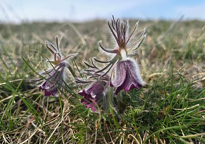 Toulky Českým středohořím - koniklec z Číčova *
