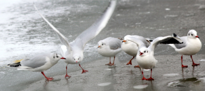 Co jsem říkal, . . . klouže to!