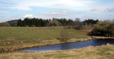 Kladruby a daňčí obora