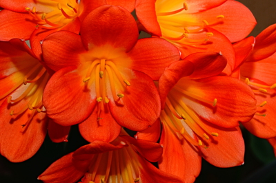 Letos vykvetla (Klívie)