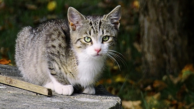 Mám se bát, sousede?