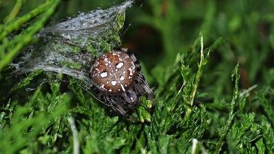 Křižák čtyřskvrnný