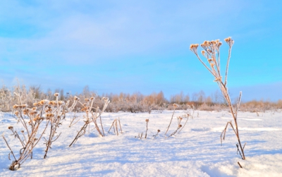 Omrzlý plevel na louce