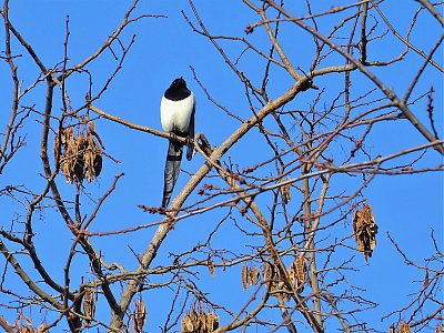 Straka na rozhledně
