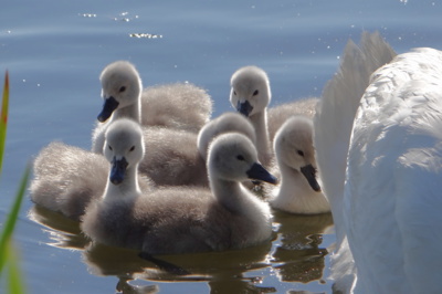 Za máminou sukní ...