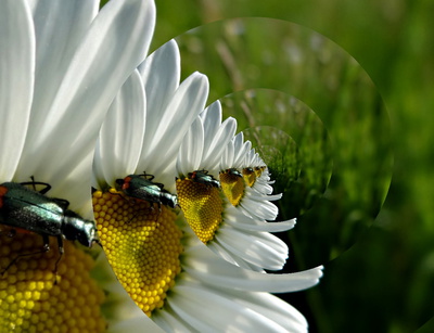 Těším se na čas kopretin