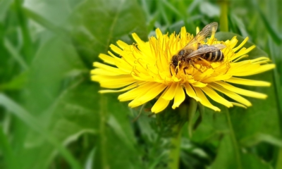 Jaro v pampeliškách