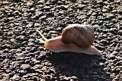 Šneci po francouzsku