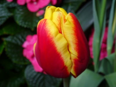 Tulipán