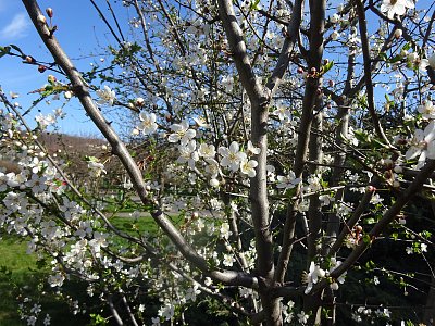 Žluto-bílé úsměvy