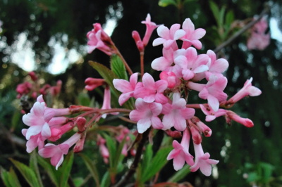 Kvetoucí kalina vonná