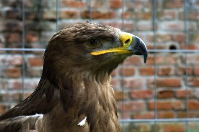 Orel okrový