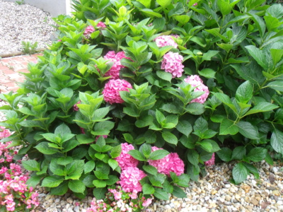 Hortenzie krásná je