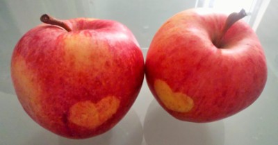 Milujeme se...no, nejsme k sežrání?...:))