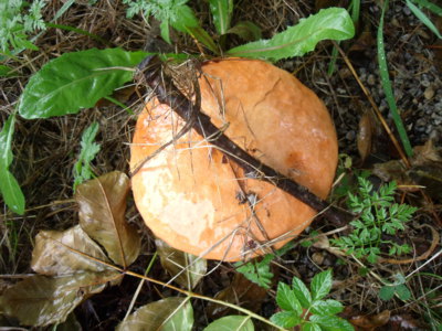 Křemenáč ze Šumavy