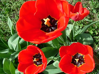 tulipány