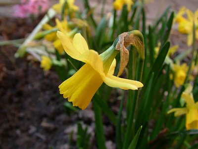 narcis