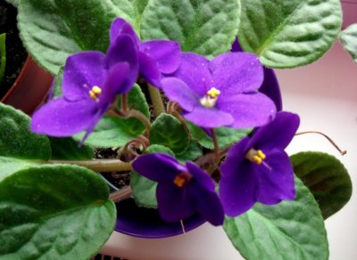 Fialka doma na okně