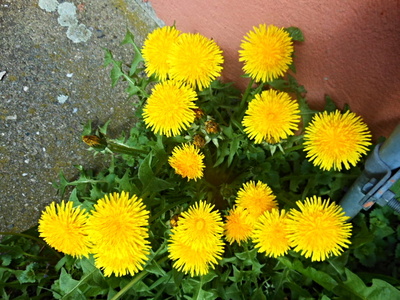 první jarní "sluníčka"