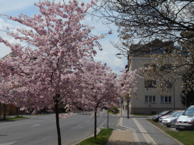 Poděbrady