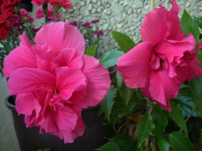 Proč se nemůžu přestěhovat